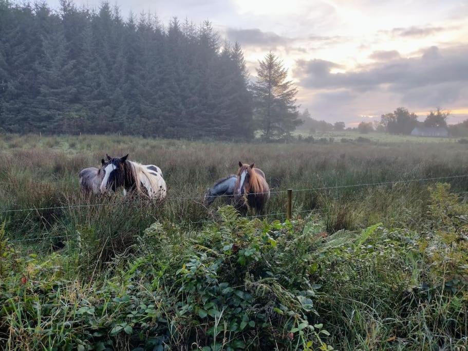 Forest View Cabin Ballaghaderreen ภายนอก รูปภาพ